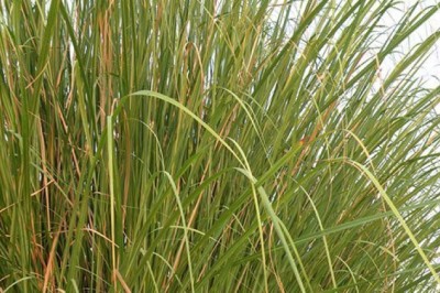 หญ้ากุศะ สรรพคุณและประโยชน์