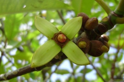 โกงกางเขา สรรพคุณและประโยชน์