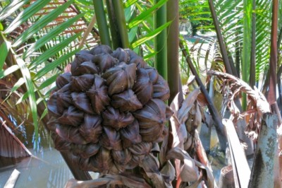 จาก สรรพคุณและประโยชน์