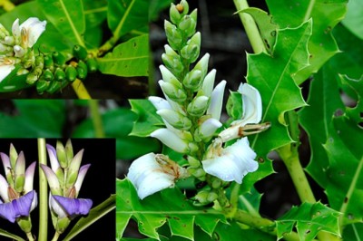 เหงือกปลาหมอ สรรพคุณและประโยชน์