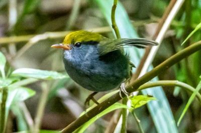 นกจุนจู๋หัวเหลือง Slaty-bellied Tesia #2