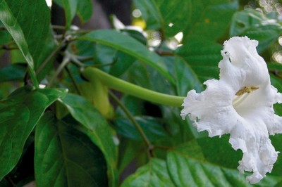 แคทะเล สรรพคุณและประโยชน์