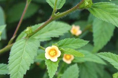 หญ้าขัด สรรพคุณและประโยชน์