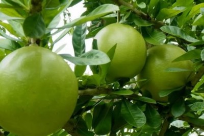 น้ำเต้าต้น สรรพคุณและประโยชน์