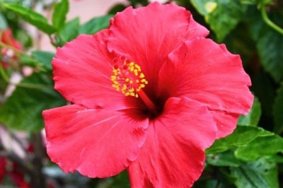 ชบา สรรพคุณและประโยชน์