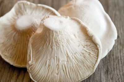 เห็ดเป๋าฮื้อ สรรพคุณและประโยชน์