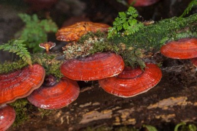 เห็ดหลินจือ สรรพคุณและประโยชน์