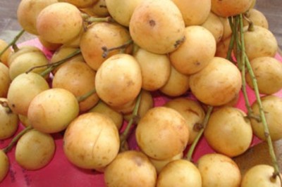 มะไฟ สรรพคุณและประโยชน์