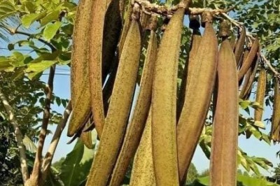 เพกา สรรพคุณและประโยชน์