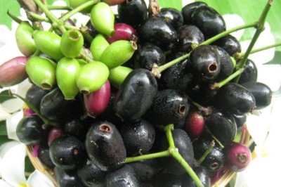 หว้า สรรพคุณและประโยชน์