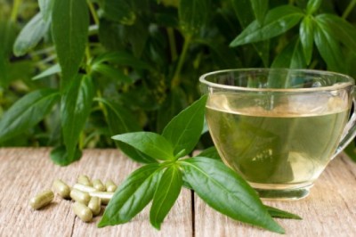 น้ำฟ้าทะลายโจร เครื่องดื่ม