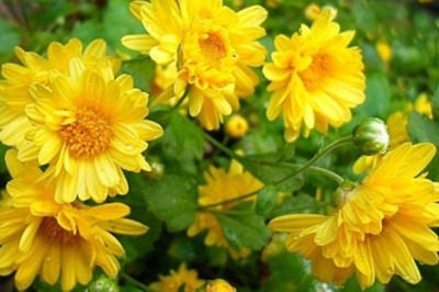 เก๊กฮวย สรรพคุณและประโยชน์