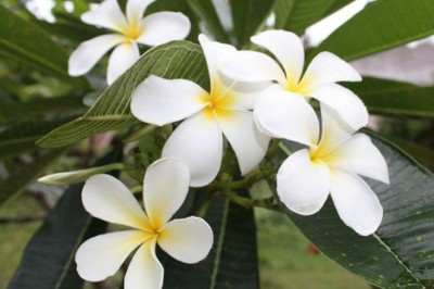 ลีลาวดี (ลั่นทม) สรรพคุณและประโยชน์