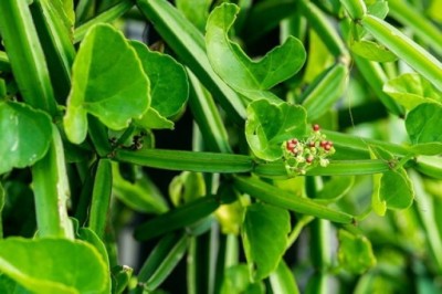 เพชรสังฆาต สรรพคุณและประโยชน์