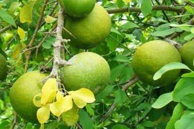 มะตูม สรรพคุณและประโยชน์