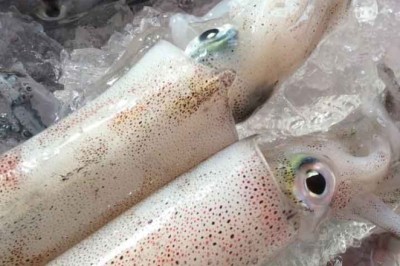 วิธีเลือกซื้อปลาหมึก