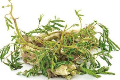 ผักกระเฉด สรรพคุณและประโยชน์