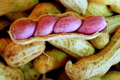 อันตรายของ อะฟลาท๊อกซิน