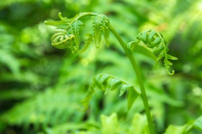 ผักกูด สรรพคุณและประโยชน์