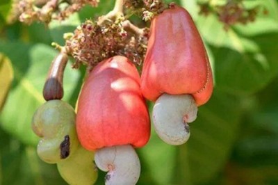 มะม่วงหิมพานต์ สรรพคุณและประโยชน์