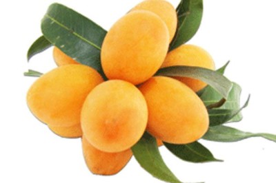 มะปราง สรรพคุณและประโยชน์