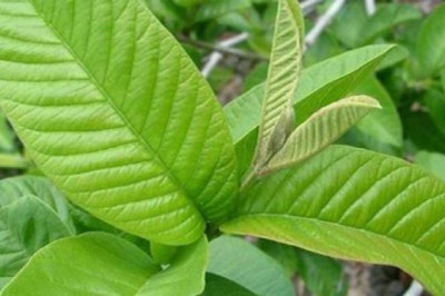 ใบฝรั่งช่วยดูดกลิ่น