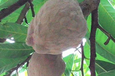 น้อยโหน่ง สรรพคุณและประโยชน์