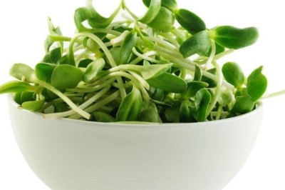 ต้นอ่อนทานตะวัน พืชจิ๋วมากประโยชน์