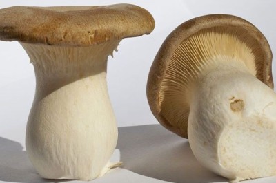 เห็ดออรินจิ กับประโยชน์ที่น่าทึ่ง