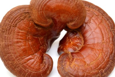 เห็ดหลินจือสมุนไพรรักษาโรค