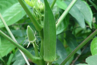 กระเจี๊ยบเขียว สรรพคุณและประโยชน์