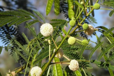 กระถิน สรรพคุณและประโยชน์