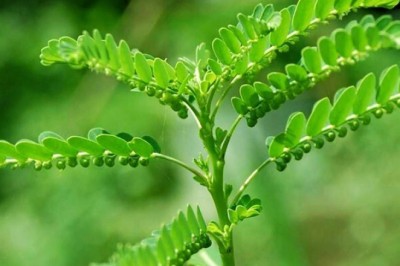 ลูกใต้ใบ สรรพคุณและประโยชน์