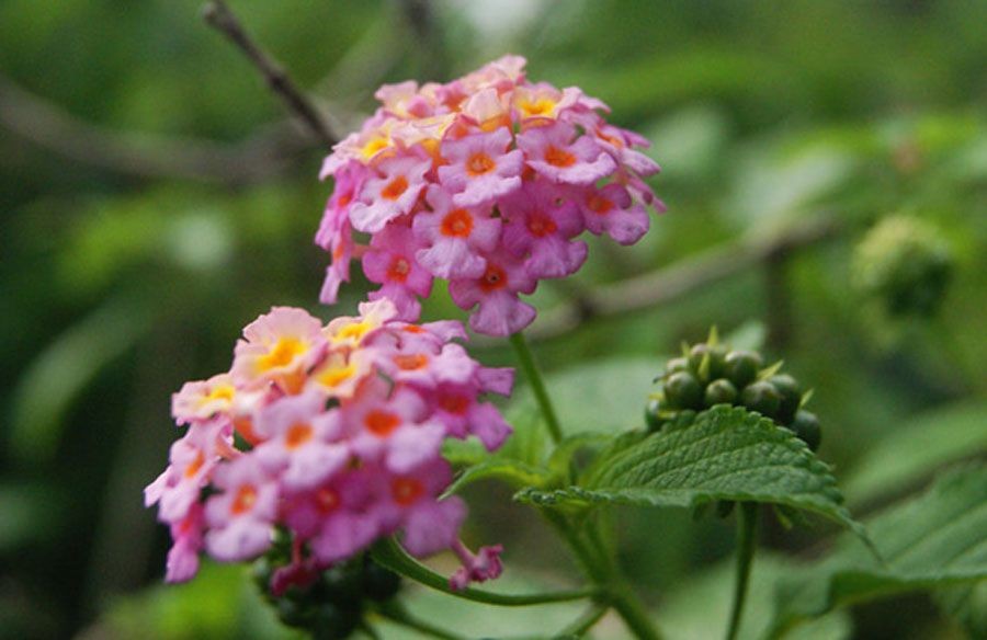 ผกากรอง สรรพคุณและประโยชน์