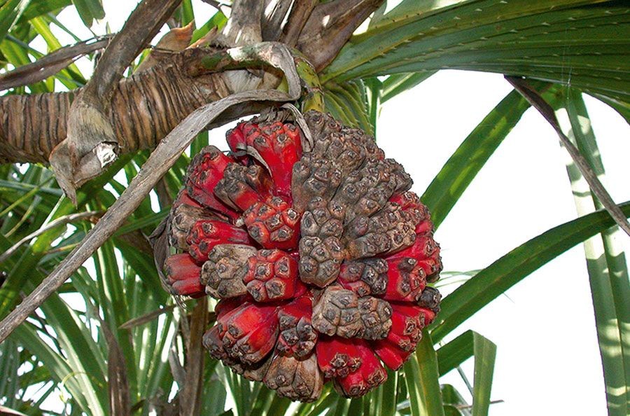 เตยทะเล สรรพคุณและประโยชน์