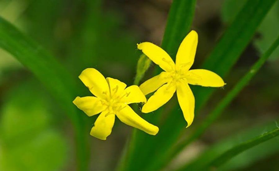 ตาลเดี่ยว สรรพคุณและประโยชน์