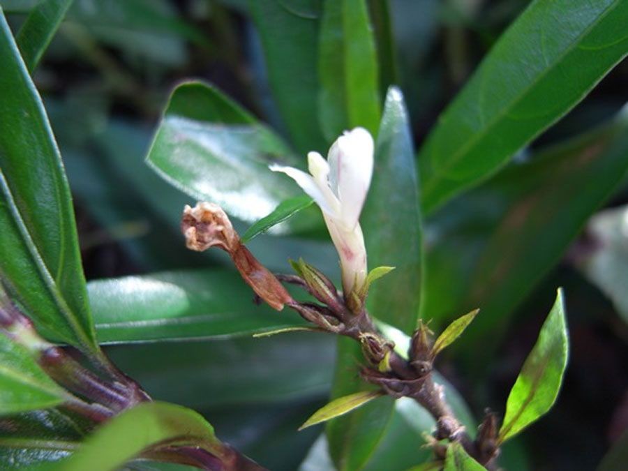 กระดูกไก่ดำ สรรพคุณและประโยชน์