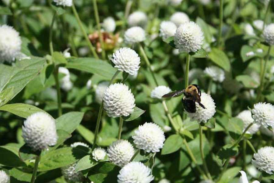 บานไม่รู้โรยดอกขาว สรรพคุณและประโยชน์
