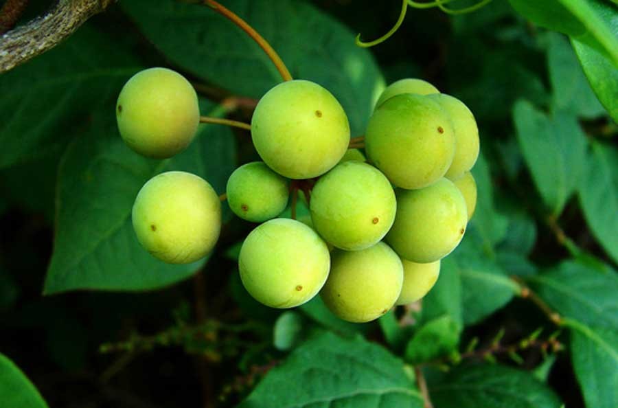 ข้าวเย็นเหนือ สรรพคุณและประโยชน์