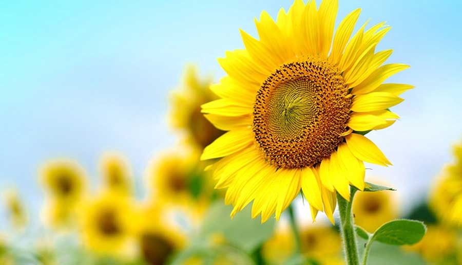 ทานตะวัน สรรพคุณและประโยชน์