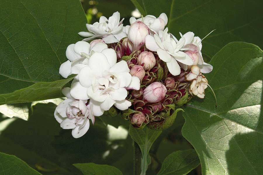 นางแย้มป่า สรรพคุณและประโยชน์