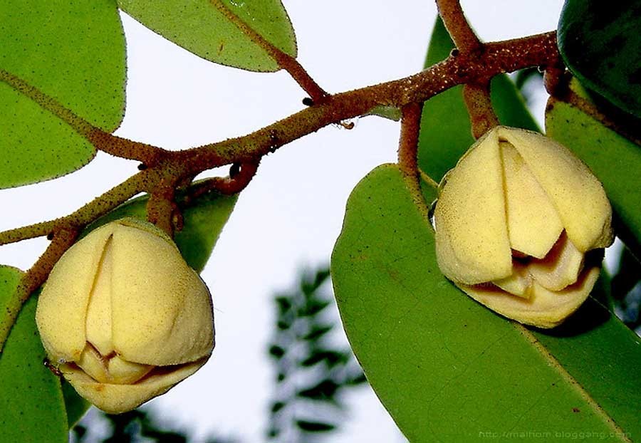 นมแมว สรรพคุณและประโยชน์