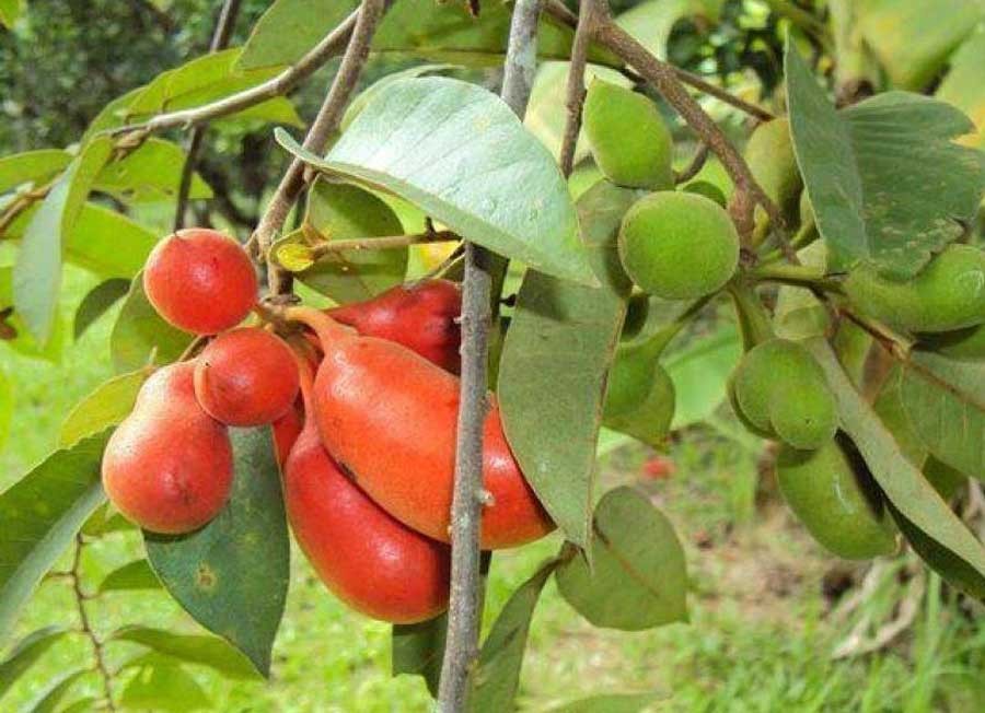 นมควาย สรรพคุณและประโยชน์