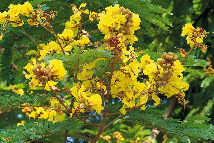 นนทรี สรรพคุณและประโยชน์