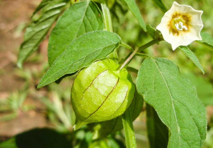 โทงเทงฝรั่ง สรรพคุณและประโยชน์