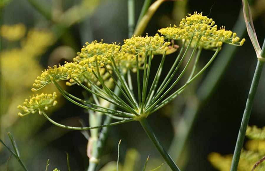 เทียนข้าวเปลือก สรรพคุณและประโยชน์