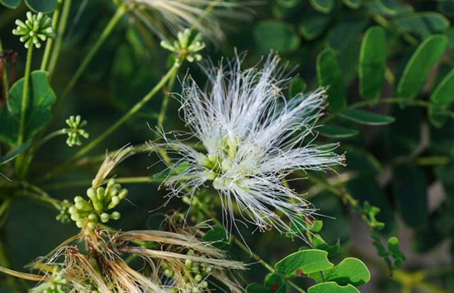 ทิ้งถ่อน สรรพคุณและประโยชน์