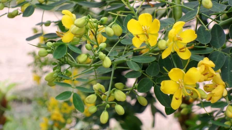 ทรงบาดาล สรรพคุณและประโยชน์