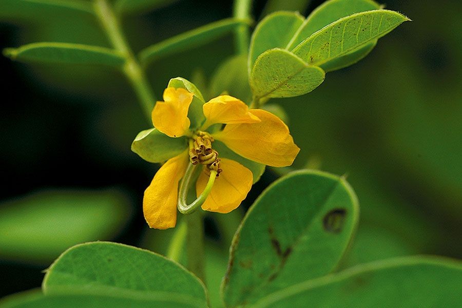ชุมเห็ดไทย สรรพคุณและประโยชน์