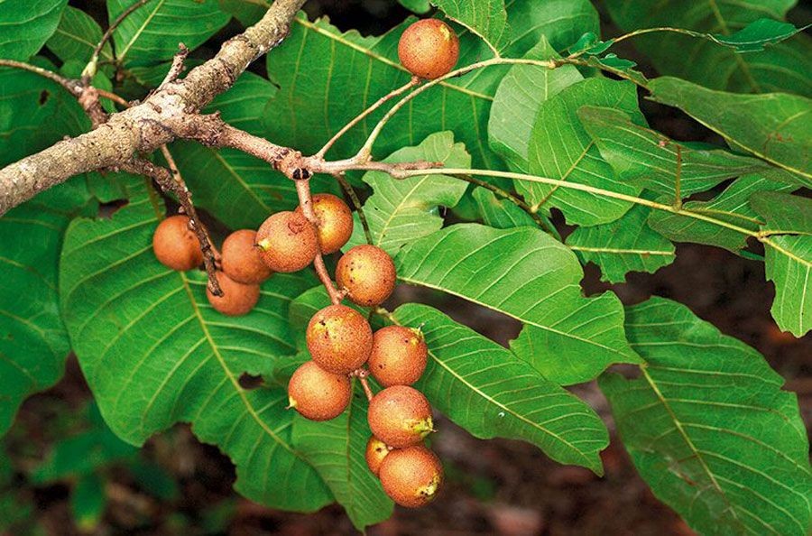 ตะคร้อ สรรพคุณและประโยชน์